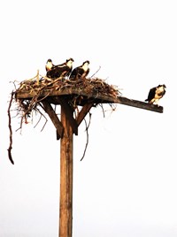 Osprey Family (click to enlarge)